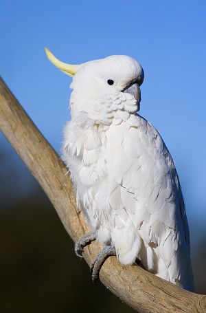 Cockatoo 2.jpg